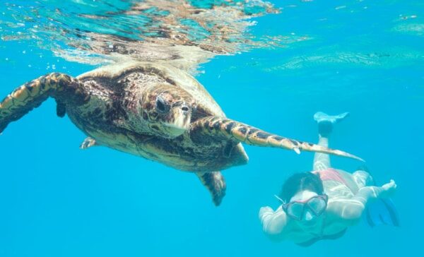 snorkelling-seychelles-turtle-728x364