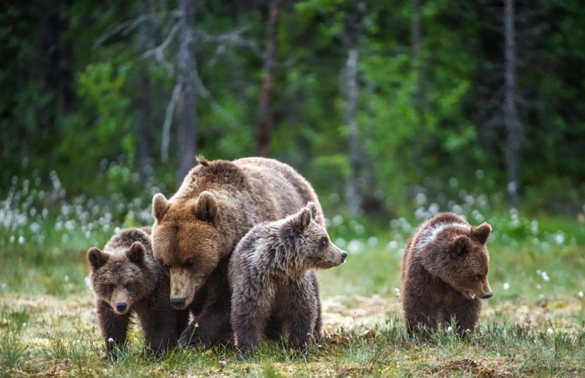fortress-of-the-bear-mother-bear-cubs