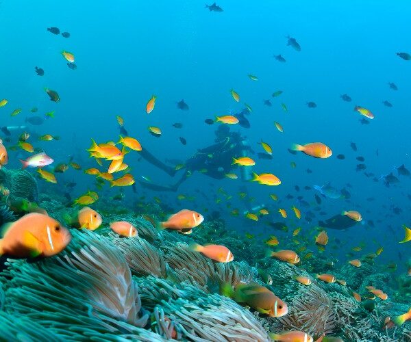 anenome-fish-diver-maldives