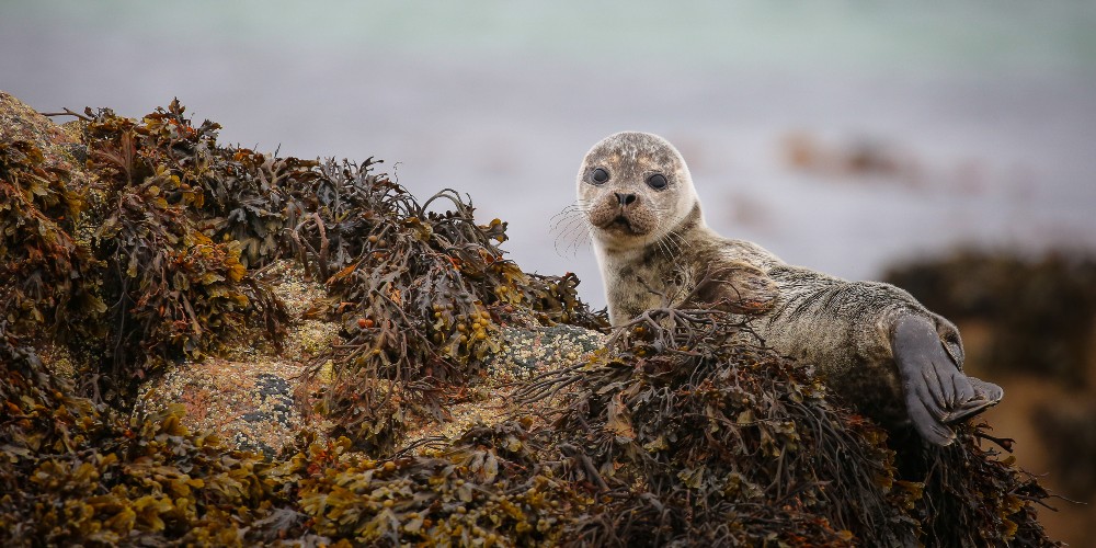 baby-seal-on-seaweed-covered-rocks-isle-of-mull