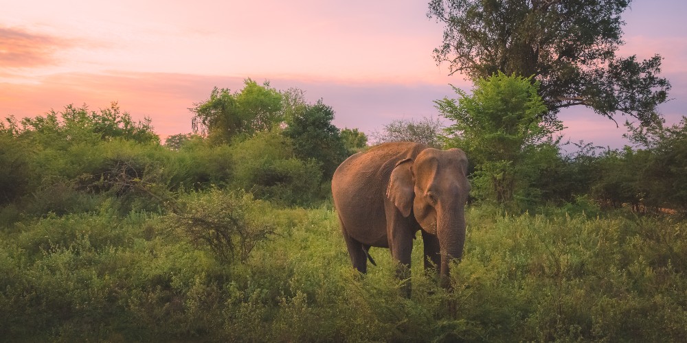elephant-sunset-forest-sri-lanka