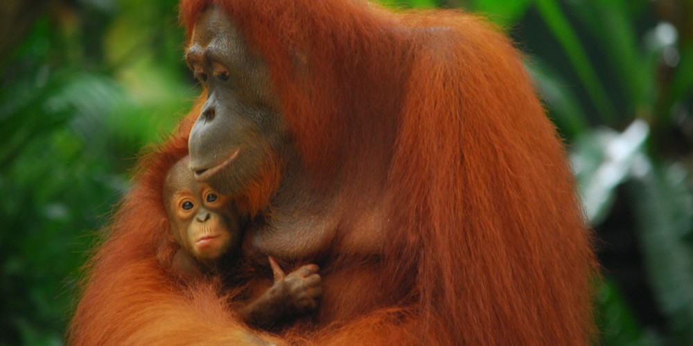 mother-orang-utan-with-baby-borneo-jungle