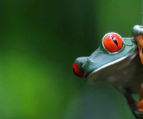 red-eyed-tree-frog-tortuguero-national-park-costa-rica