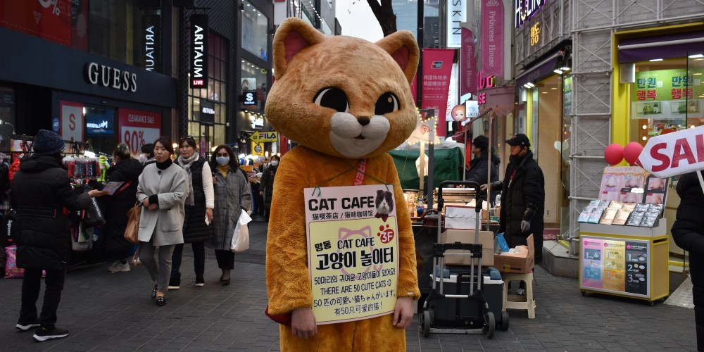 cat-cafe-mascot-myeong-dong-south-korea-irwsI