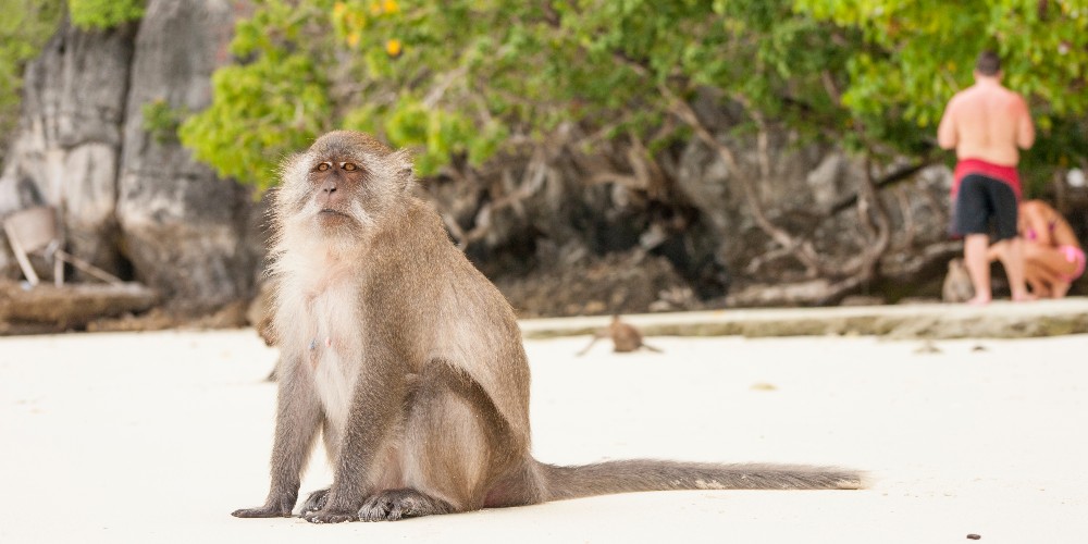monkey-on-sand-monkey-beach-koh-phi-phi-island