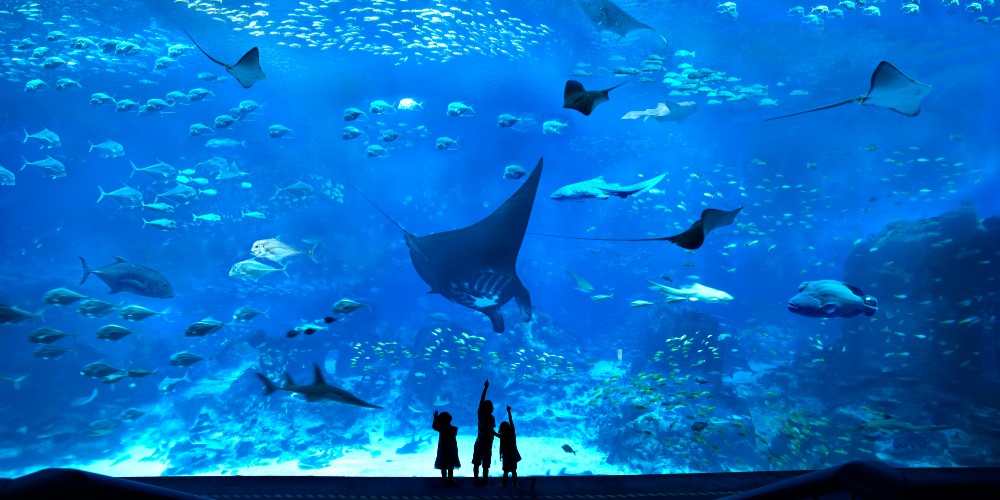 s-e-a-aquarium-sentosa-singapore-family-trips