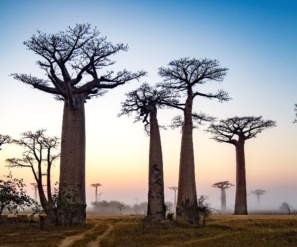 trees-at-dawn-baobab-alley-madagascar-indian-ocean