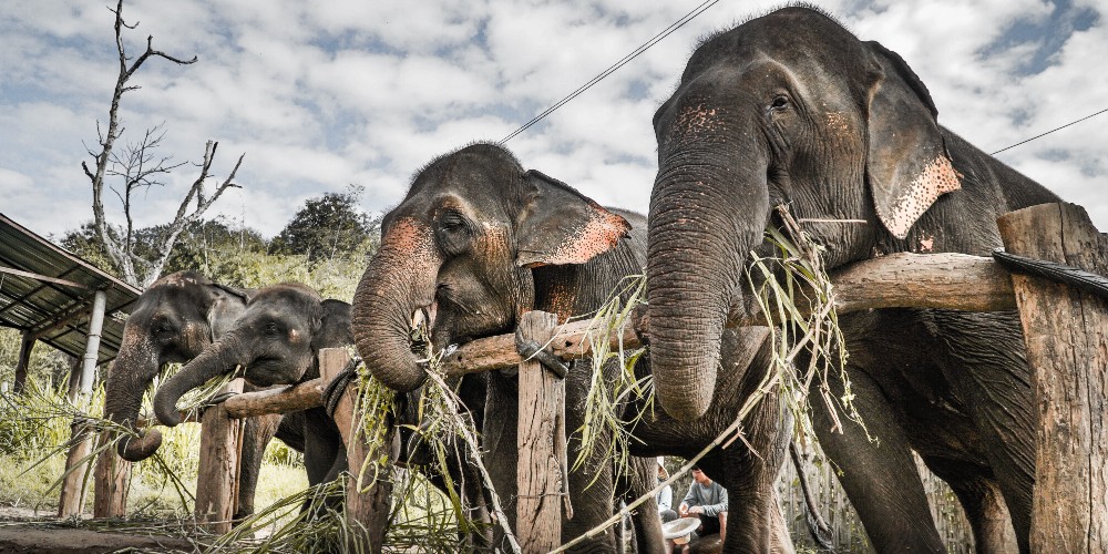 chiang-mai-elephant-sanctuary-family-getaways-kameron-kincade