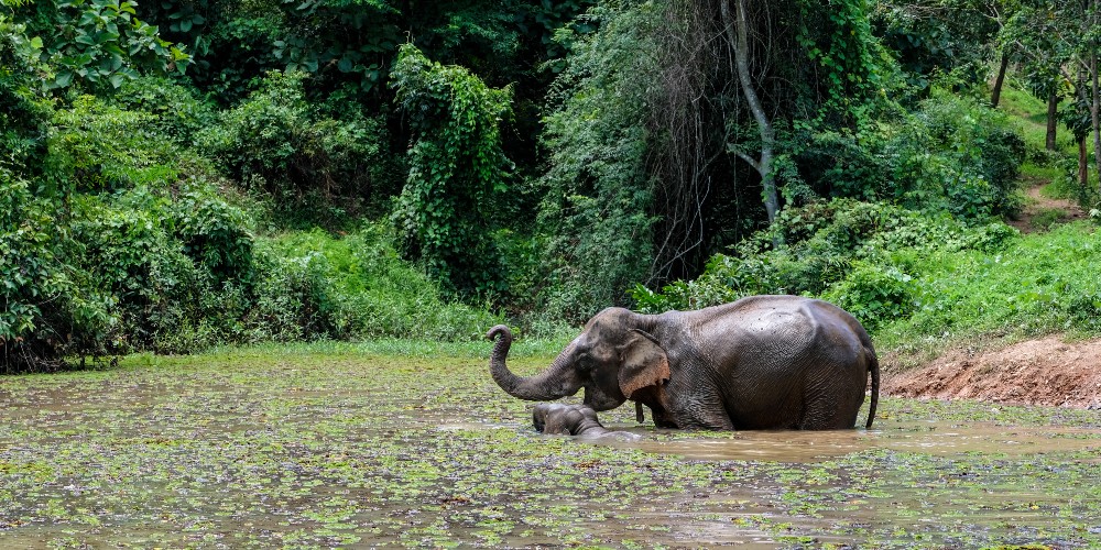 elephant-conservation-centre-asia