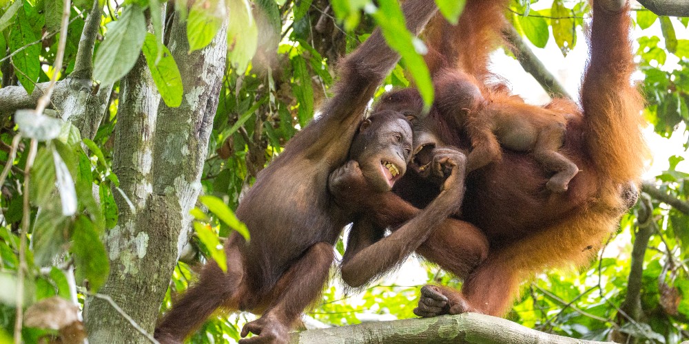 orangutan-sepilok-borneo