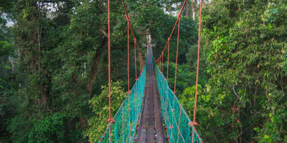 rainforest-canopy-walk-damon-valley