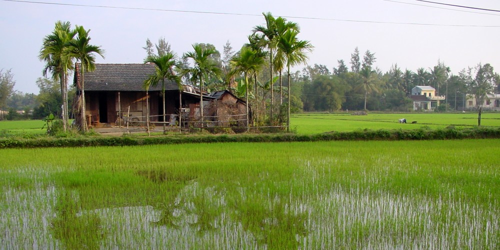 rural-hoi-an-paddy-fields