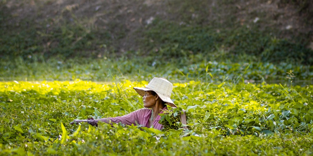 woman-gathering-crop-in-field-siem-reap-rokas-skeivys