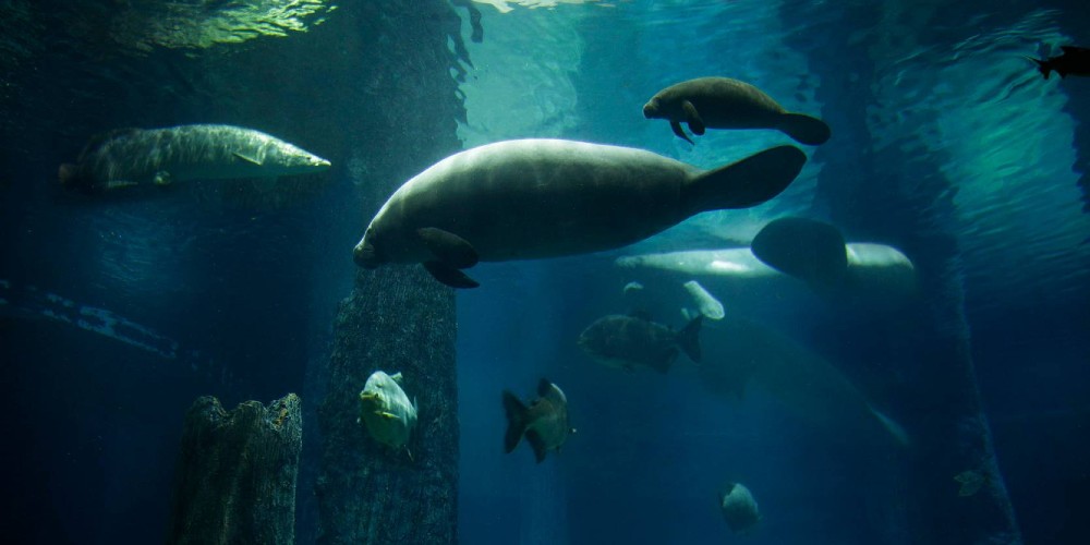 manatee-at-river-wonders-aquarium