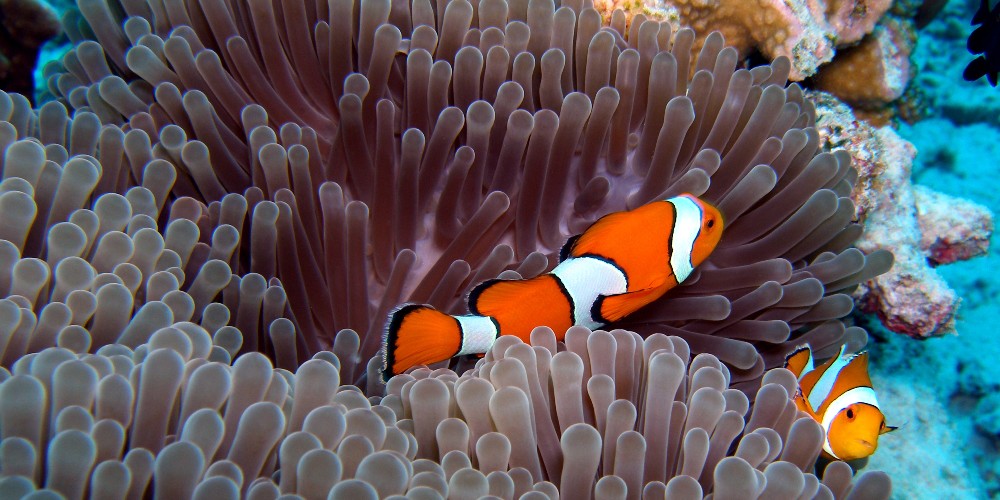 clown-fish-sea-anenome-kho-chang-thailand