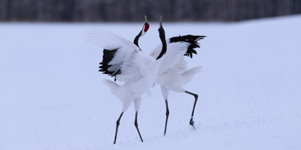 cranes-dancing-snow-hokkaido-japan