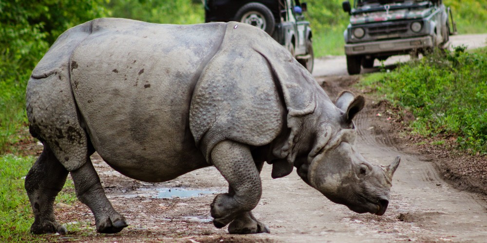kaziranga-national-park-assam-rhino-safari-omkar-rane