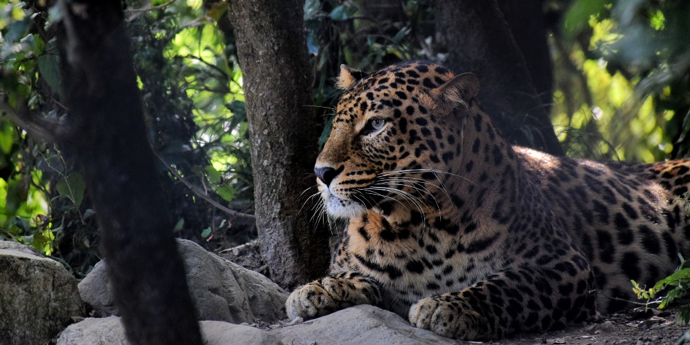 leopard-jim-corbett-national-park-ramnagar-uttarakhand-india-prashant-saini