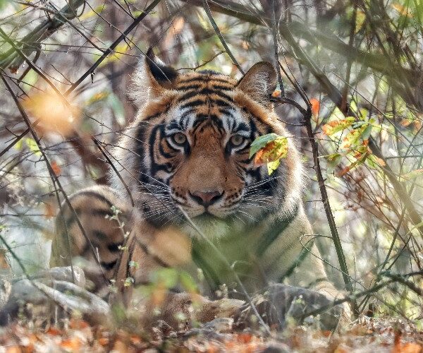 male-tiger-cub-wildlife-holidays-ranthambore-national-park-gaurav-sharma