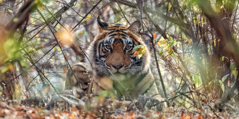 male-tiger-cub-wildlife-holidays-ranthambore-national-park-gaurav-sharma