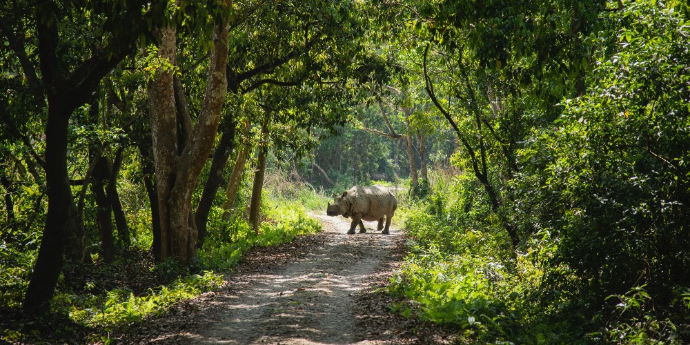 rhino-woodland-chitwan-national-park-nepal-shreyashka-maharjan