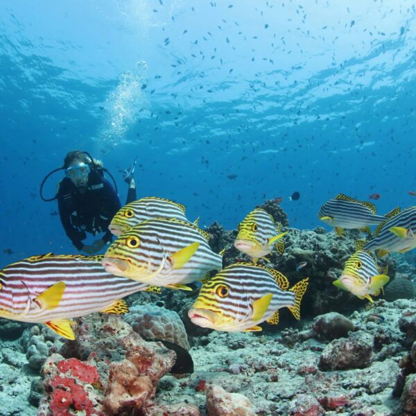 diving-tropical-fish-conrad-rangali-maldives