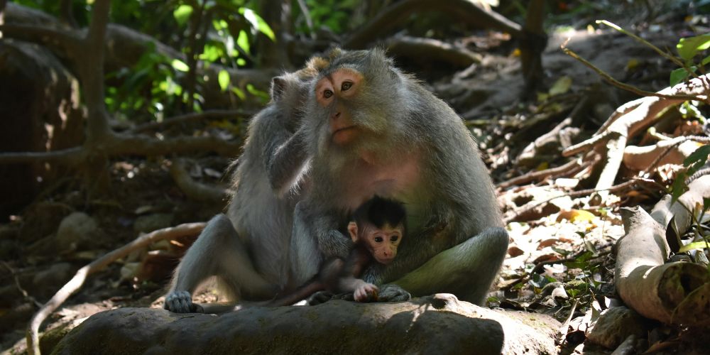 sacred-monkey-forest-ubud-madina-sidarto