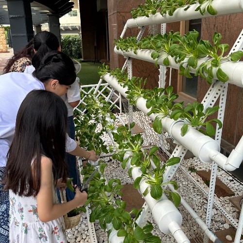 hydroponic-garden-somerset-grand-citra-jakarta