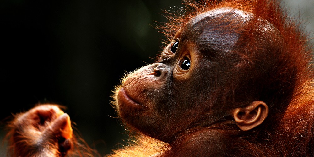 rescued-orang-utan-semmengoh-wildlife-family-holiday-in-sarawak