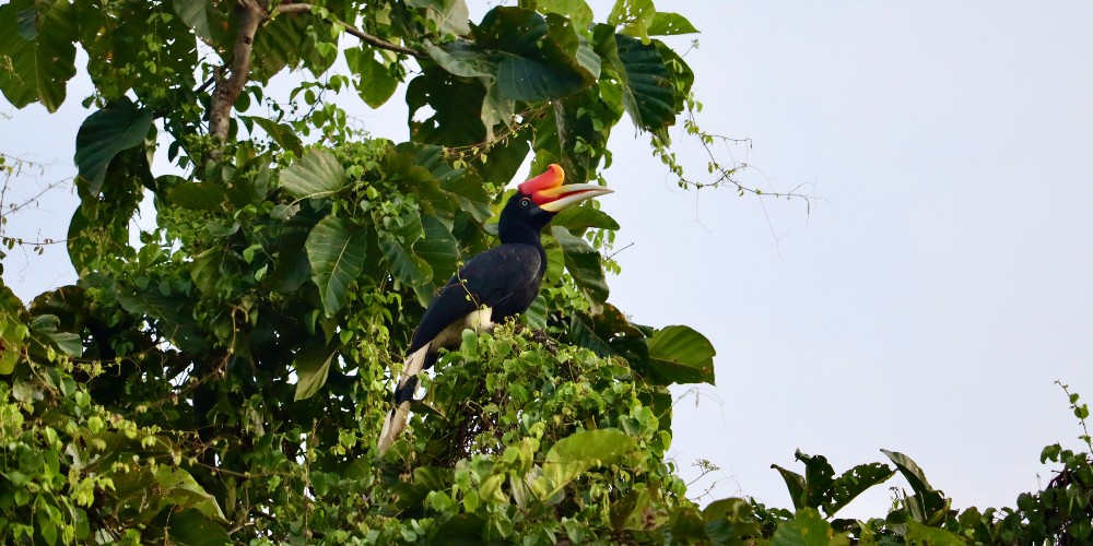 rhinoceros-hornbill-sarawak-family-holiday