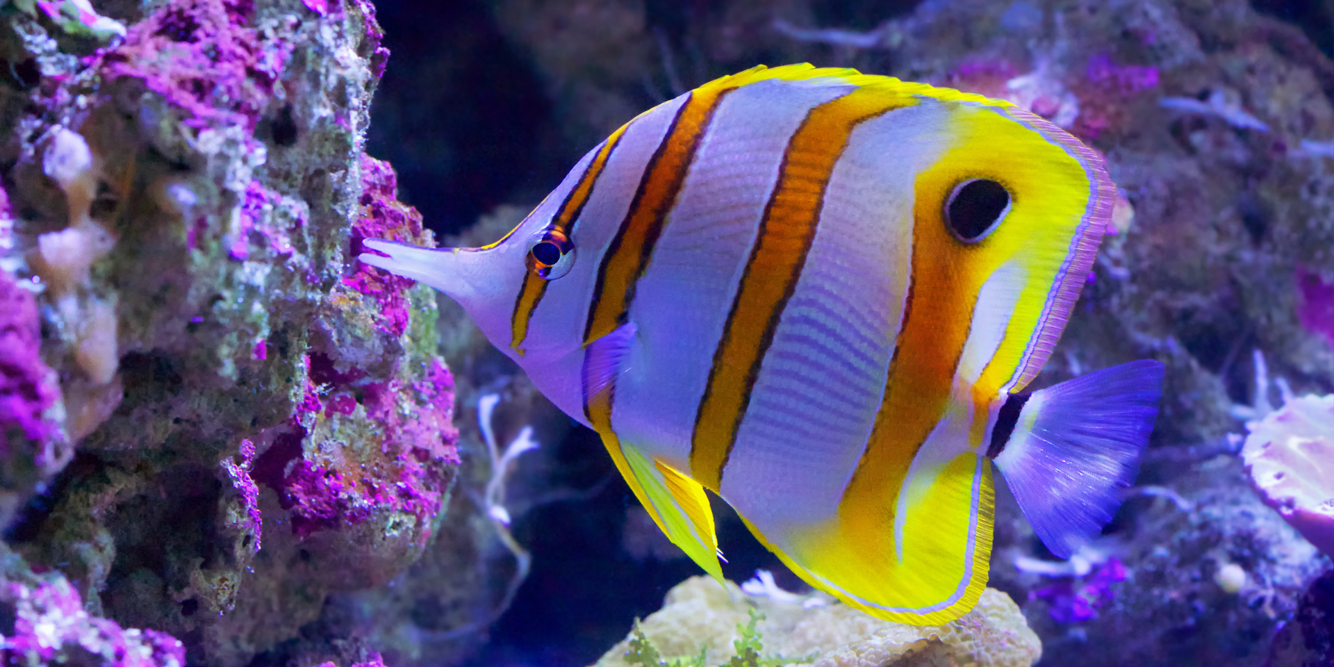 colourful striped fish with elongated mouth among colourful reefs