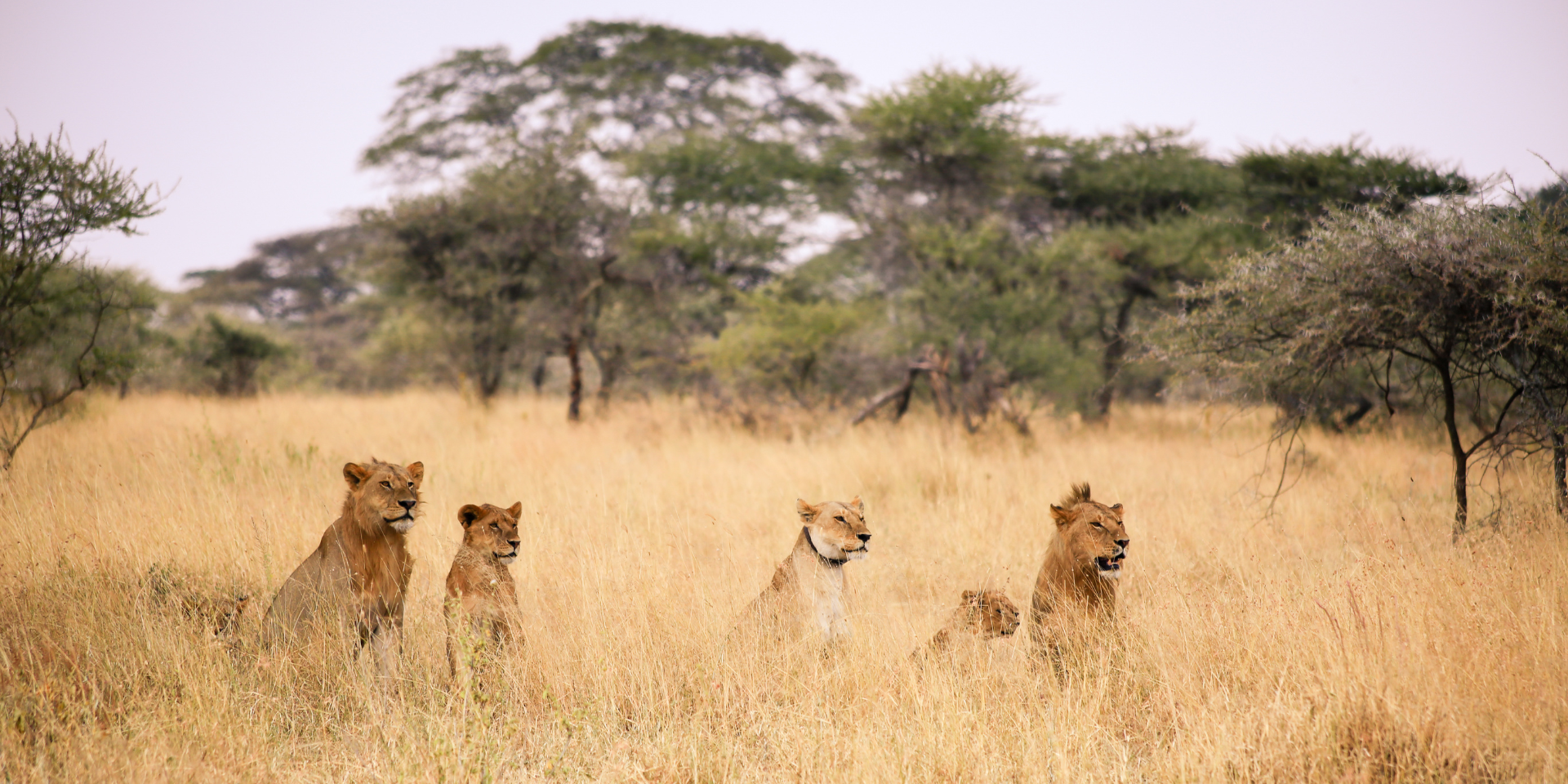 a pride of lions resting among tall grass 