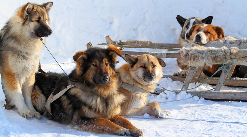 huskies-by-a-dog-sled-in-snow
