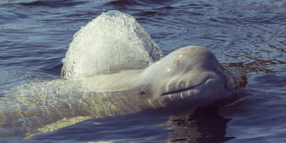 beluga-whales-manitoba