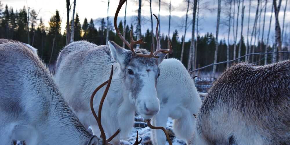 Lulea Swedish Lapland Sami reindeer in snowy winter landscape 
