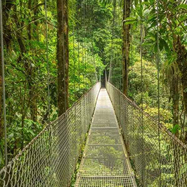 tree-walkway-costa-rica