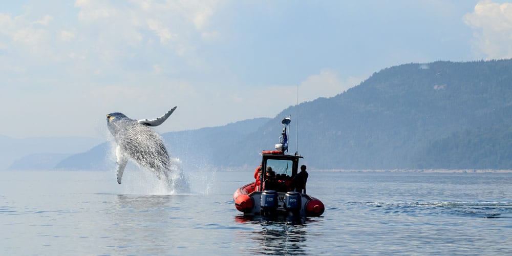 whale-watching-one-of-the-best-things-to-do-in-quebec