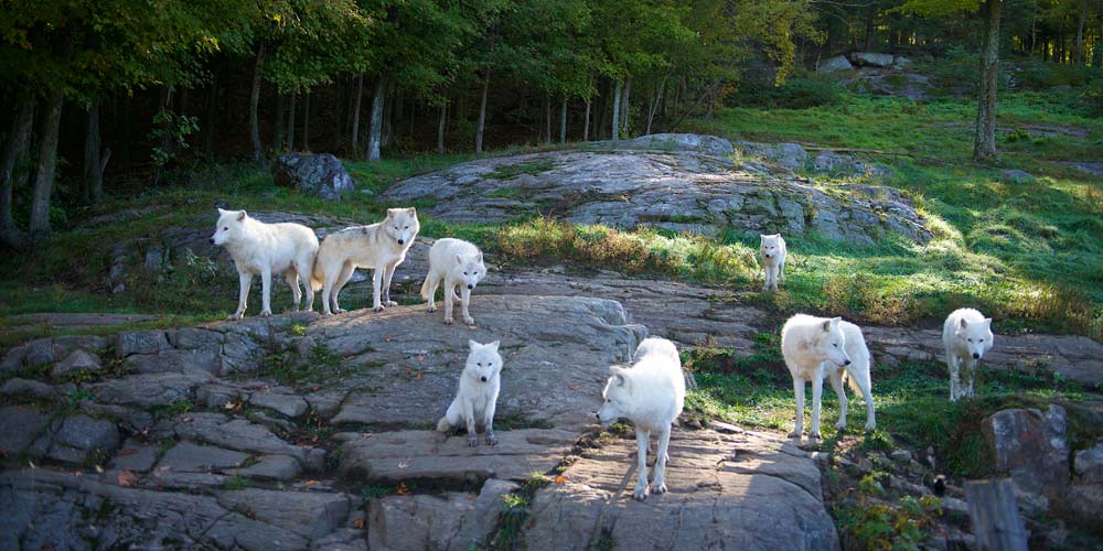 parc-omega-white-wolves-ottawa