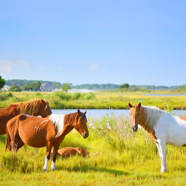 Chincoteague - Children's Book Locations in Real Life