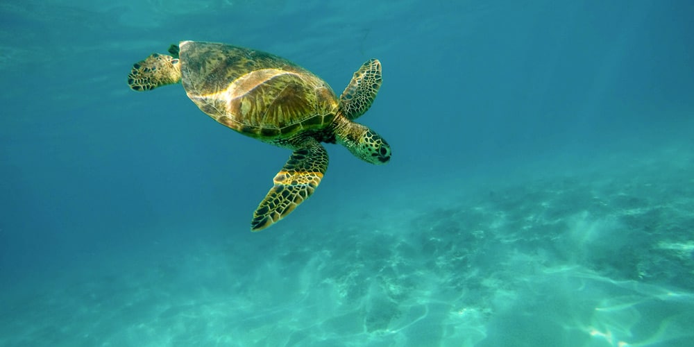 sea-turtle-green-turtle-cay-caribbean