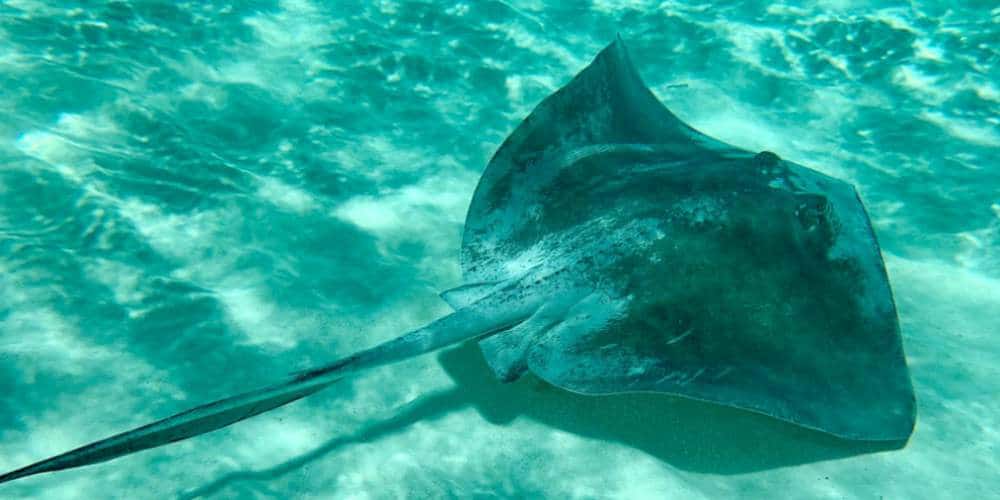 sting-ray-underwater-the-bahamas