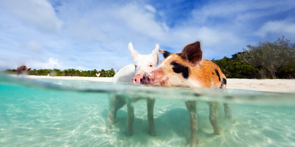 swimming-pigs-staniel-cay-bahamas