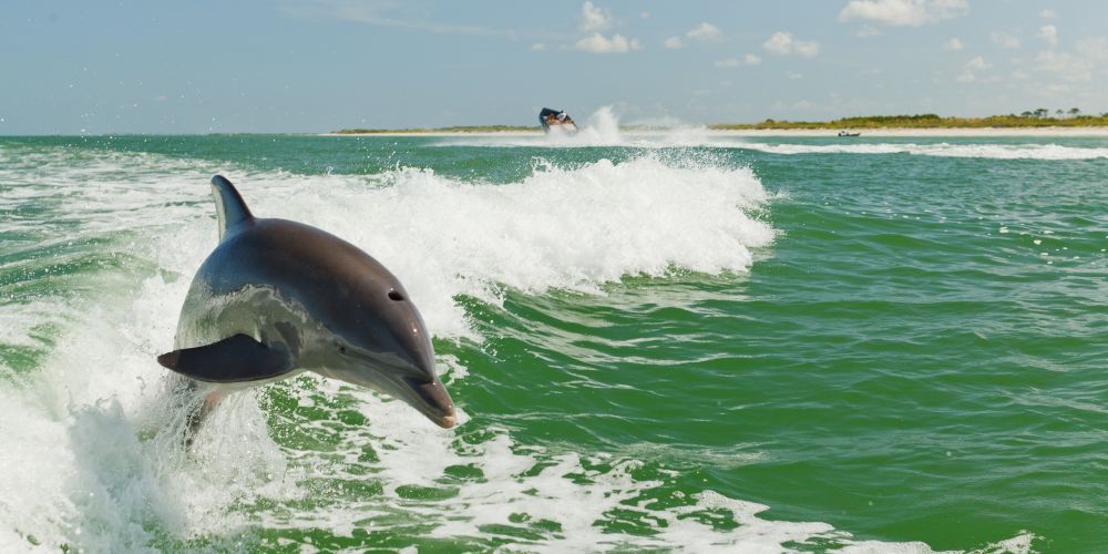 Wild Dolphin on a Dolphin Cruise St Petersburg Florida family holiday