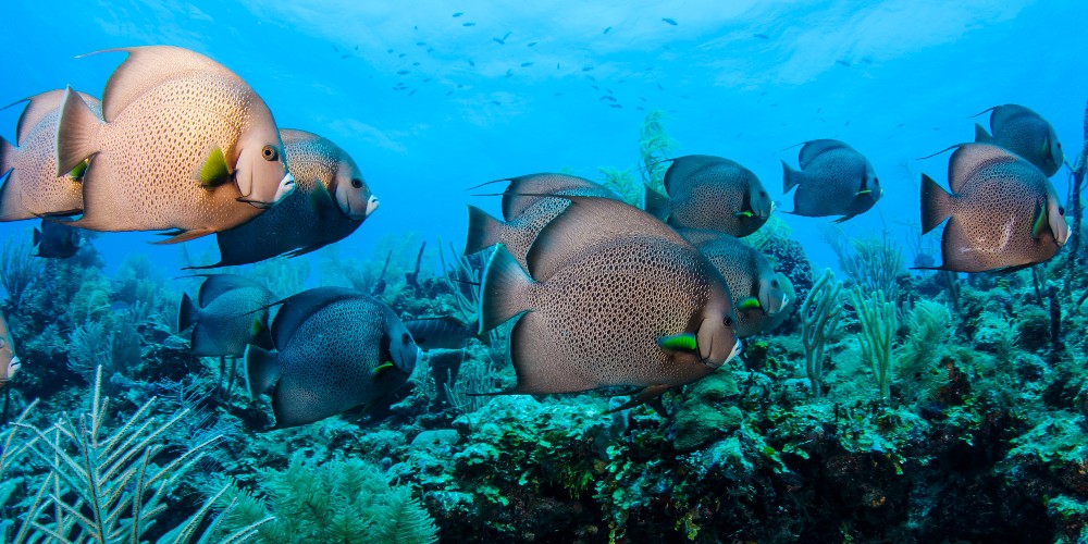 barrier-reef-belize