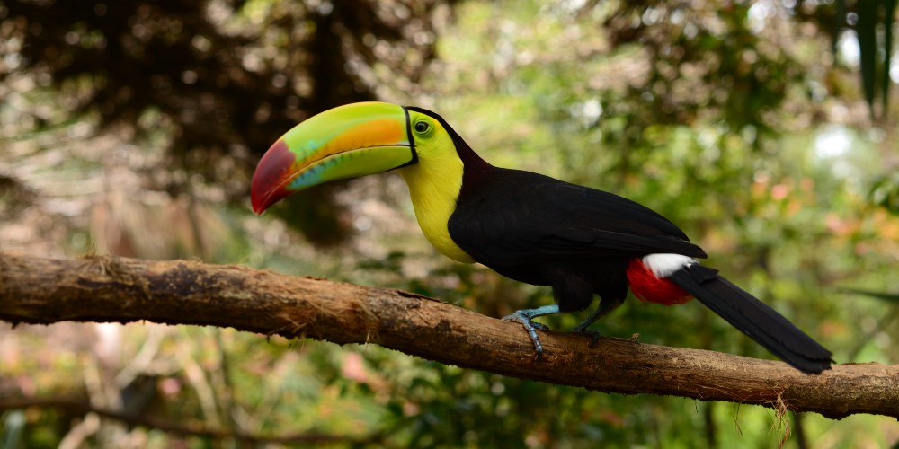 toucan-in-rainforest-belize