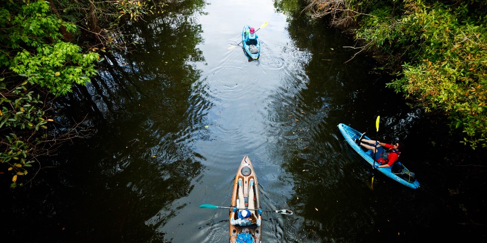 wildlife-the-palm-beaches-kayaking-tours