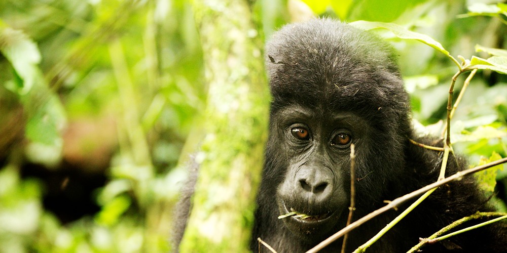 baby-gorilla-rwanda-mountain-trek