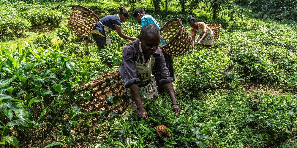 bwindi-lodge-tea-project-uganda