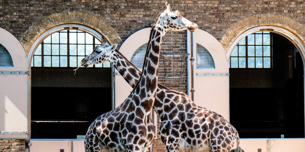 best-things-to-do-in-london-regents-park-zoo-richard-cook