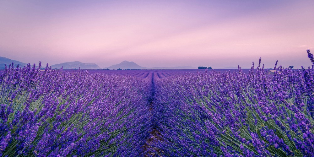 france-lavender-field-antony-bec